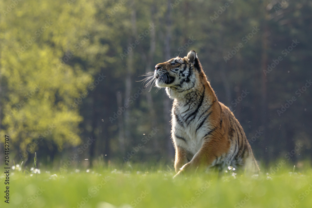 Fototapeta premium Sibirischer Tiger