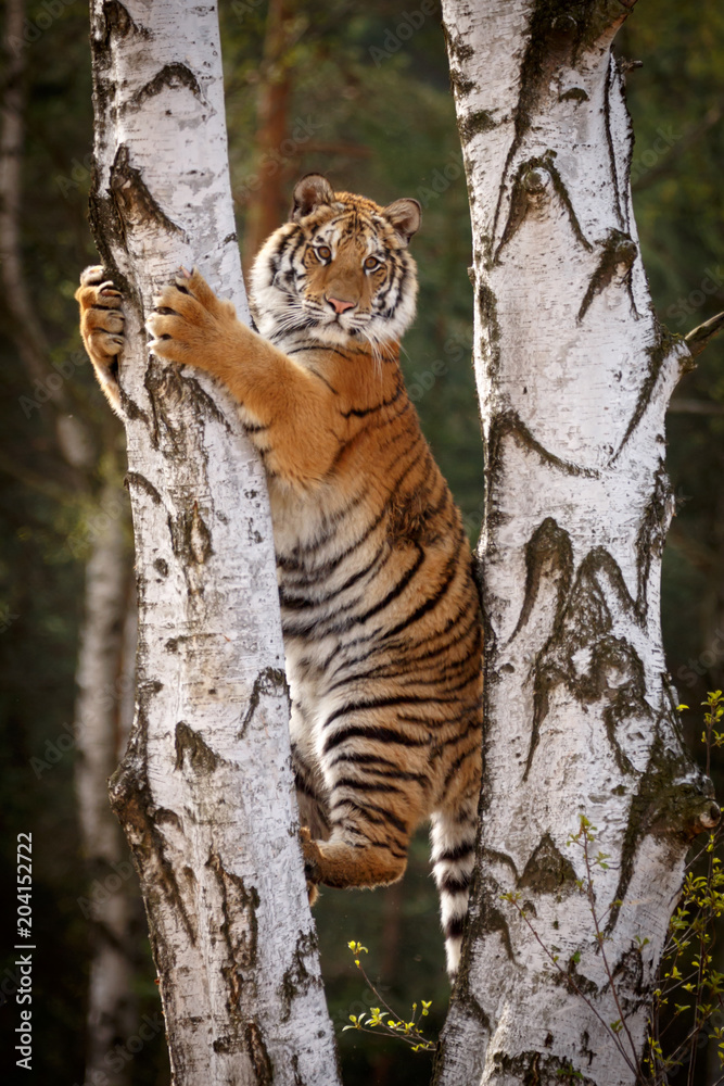 Fototapeta premium Sibirischer Tiger klettert