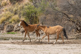 Pair of Wild Horses Fighting in the Desert
