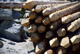 Wooden piles prepared for making a breakwater.