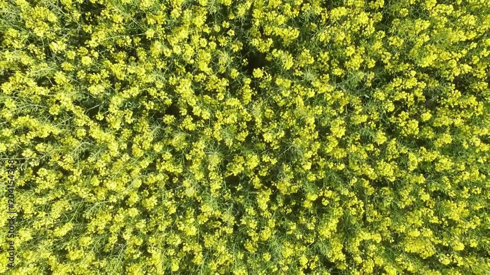 Aerial shot of field with rape.
Video of blooming rape from bird's eye view. Aerial shot of field with rape.
Video of blooming rape from bird's eye view.