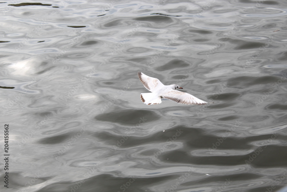 Bird flying over sea Bird flying over sea