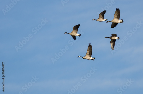 Flock of Canada Geese Flying in a Blue Sky