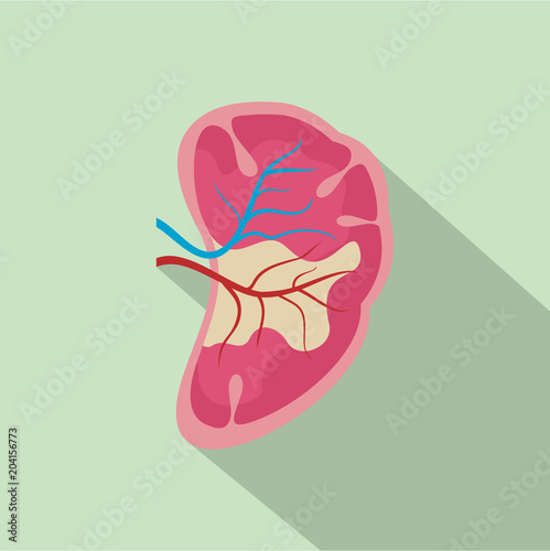 Half kidney icon. Flat illustration of half kidney vector icon for web design