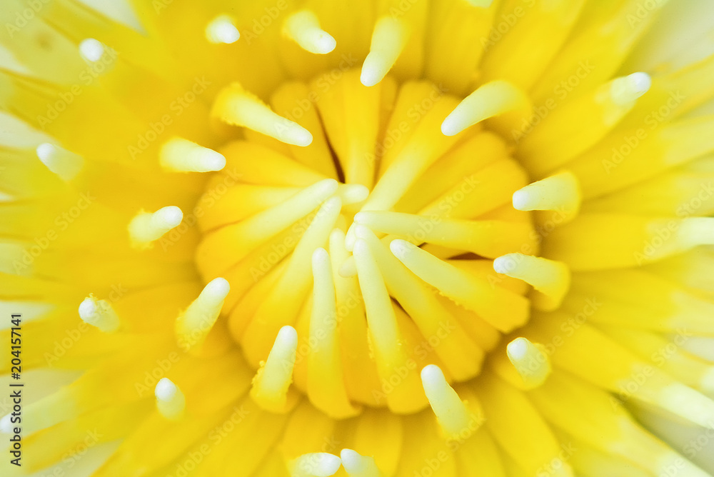 close up of yellow and white pollen lotus