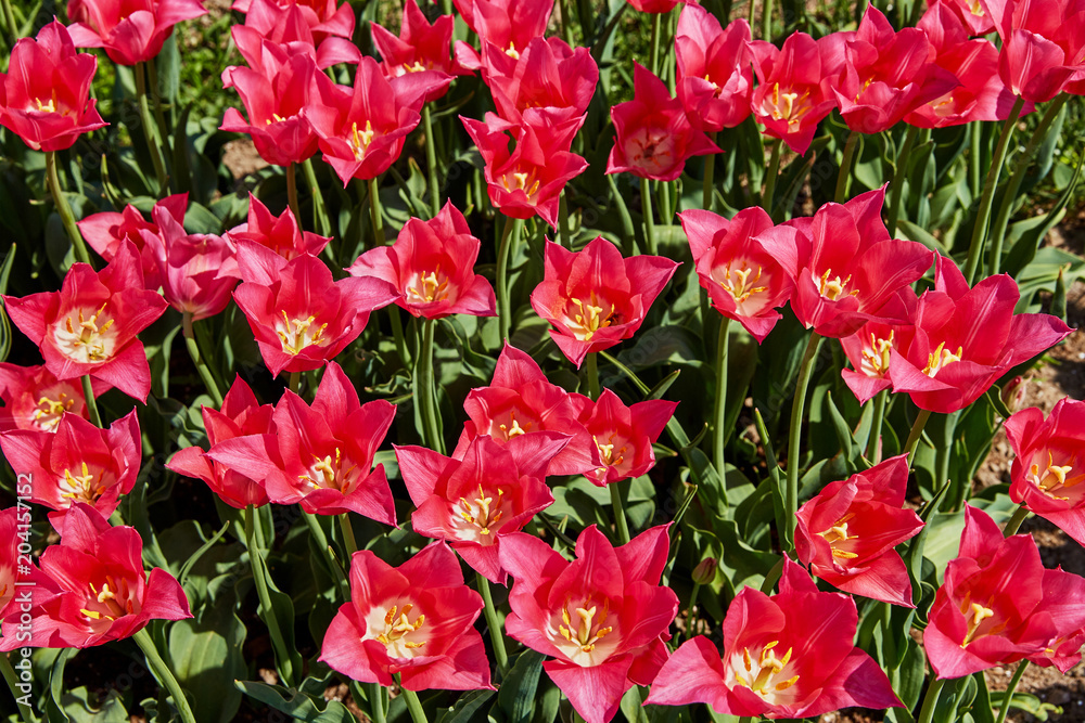 Pink tulips in the garden. Flowers background, top view. Sunny day. Pink tulips in the garden. Flowers background, top view. Sunny day.