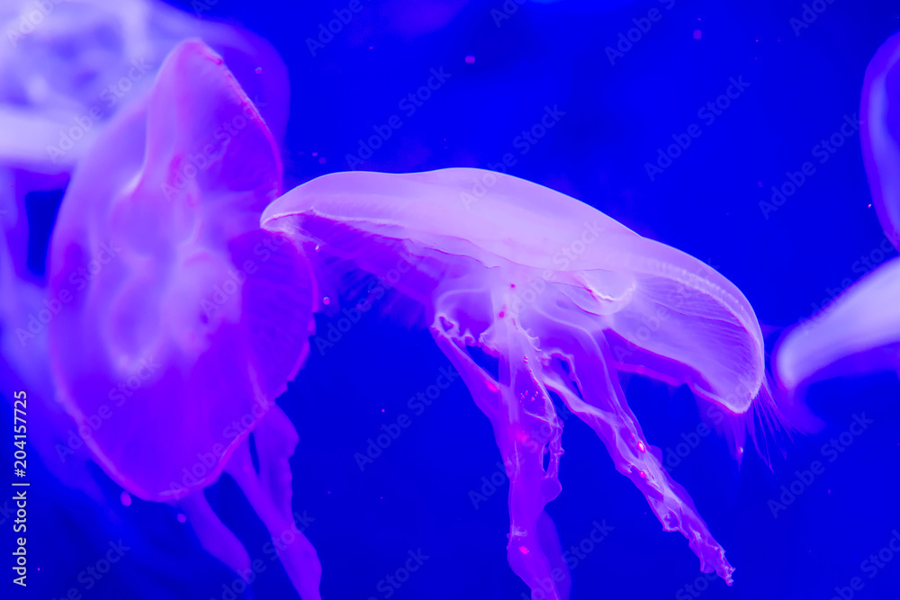 Moon jellyfish Aurelia aurita purple translucent color and dark background. Aurelia aurita (also called the common jellyfish, moon jellyfish, moon jelly, or saucer jelly)