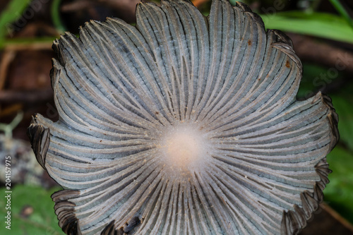 Mushroom inverted