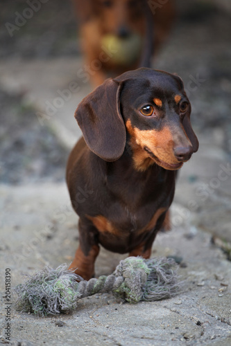 Dachshund Dog Spring Garden