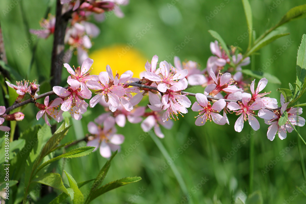 Branch of bitter almond with pink flowers on green background Branch of bitter almond with pink flowers on green background