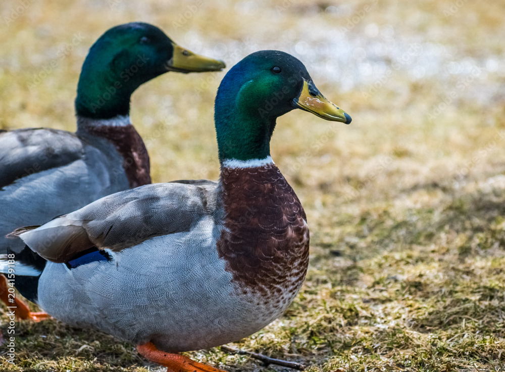 Fototapeta premium Male Mallard Duck