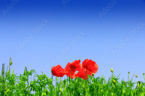 Field of poppies
