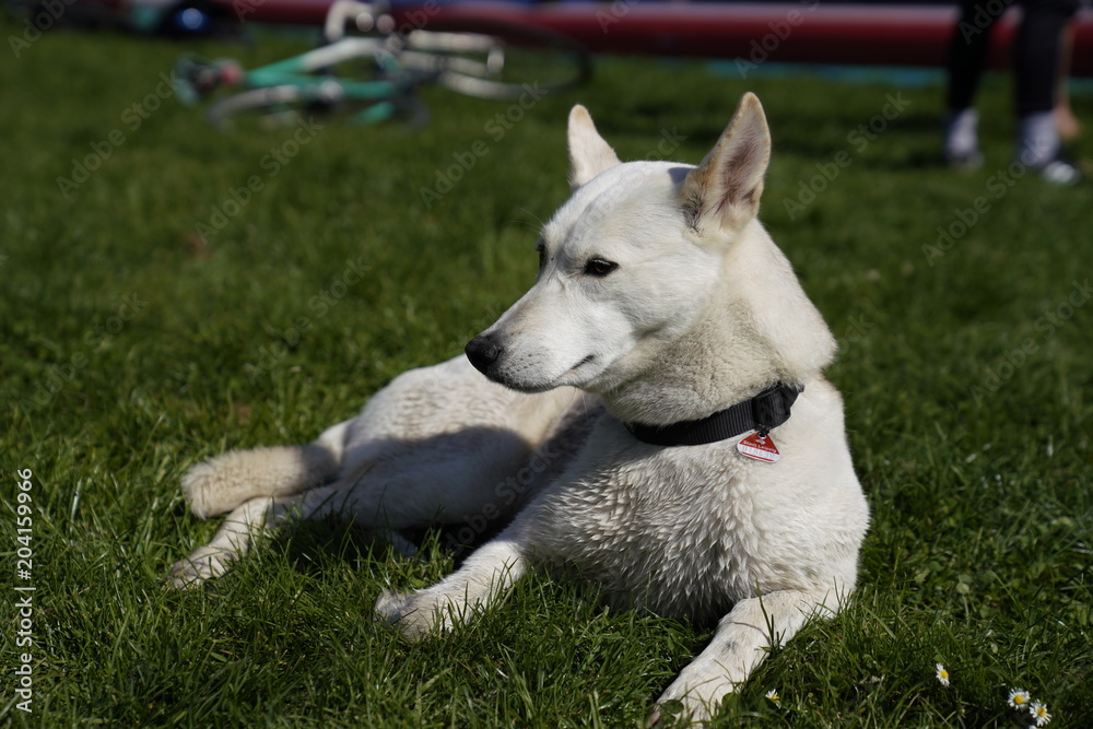  White husky half-breed dog relaxing at the park on a sunny day