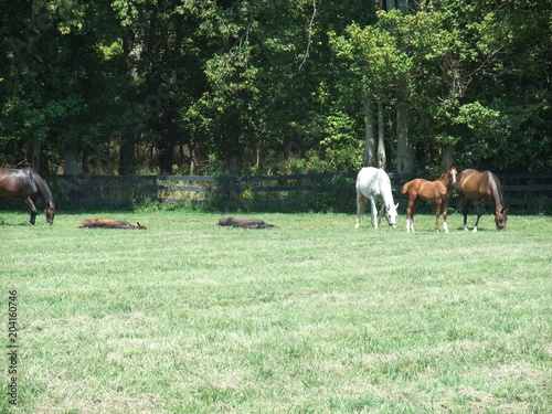 Kentucky Mares and Foals Nap-time © Laura