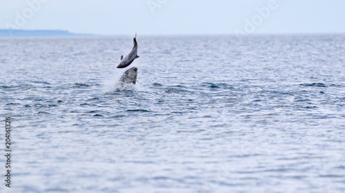 Dolphin on porpoise