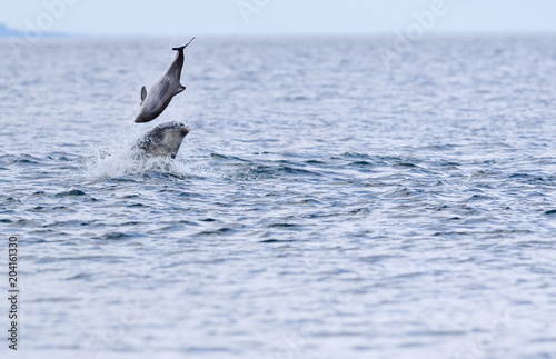 Dolphin on porpoise photo
