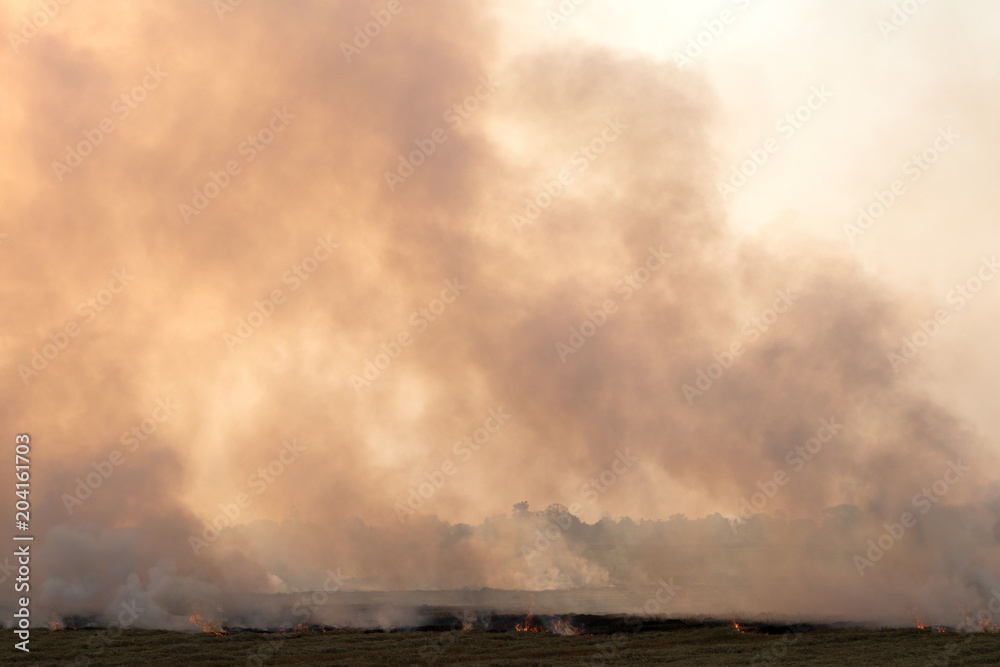 A lot of smoke from burning stubble rice straw. A lot of smoke from burning stubble rice straw.