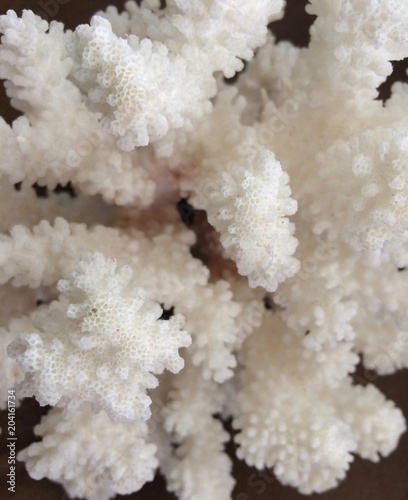 close up of sea coral