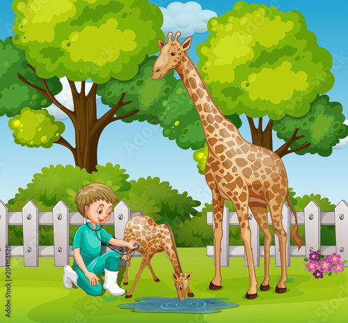A Vet Checkup Giraffe at Zoo