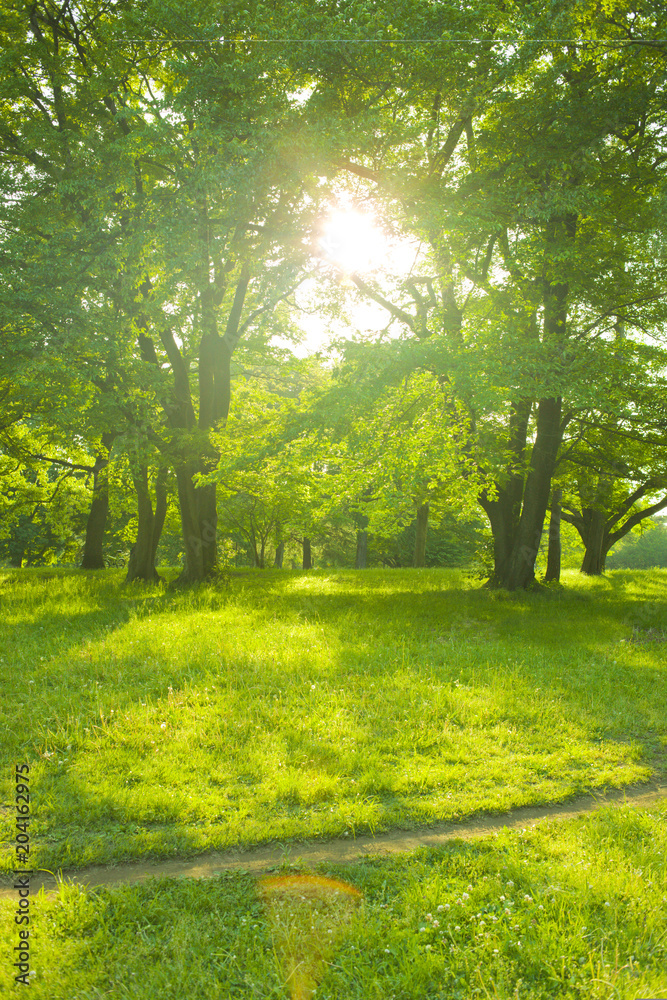 Obraz premium Park sunset