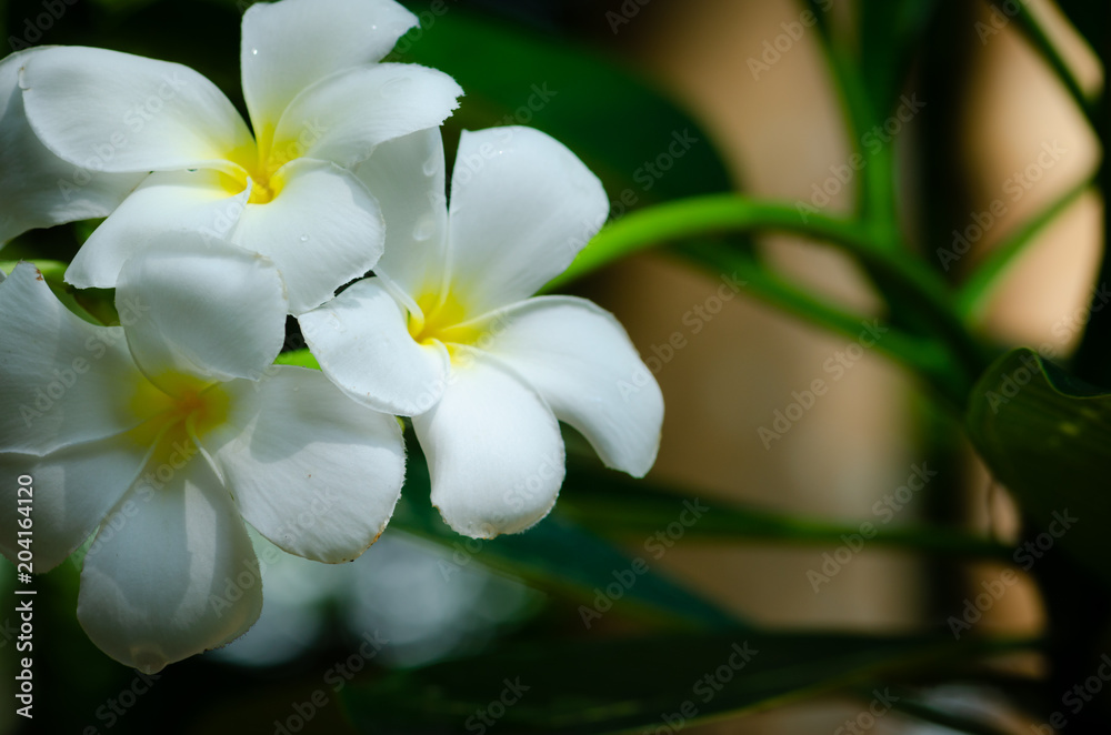 White and yellow plumeria flowers on a plumeria tree with Sunset,select focus.