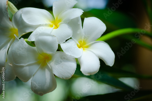 White and yellow plumeria flowers on a plumeria tree with Sunset,select focus. © thongsan