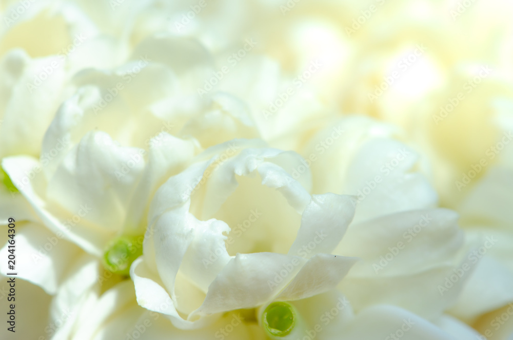 Beautiful many Jasmine flower on white background,select focus. Beautiful many Jasmine flower on white background,select focus.