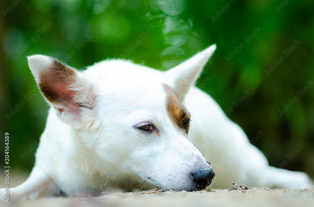 little dog white color enjoy on ground in spring sunshine day.