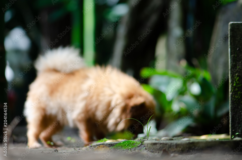 dog brown color enjoy eating water ,sunshine day.