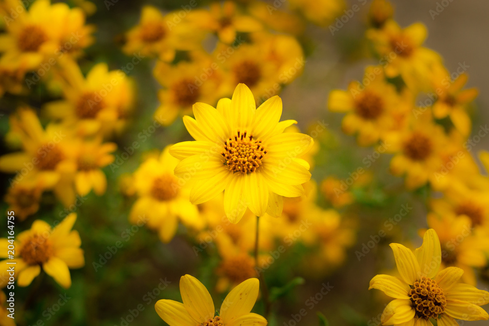 La Flor La Flor
