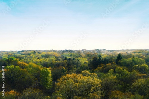 Overlooking the canopy of a deciduous forest on a bright day