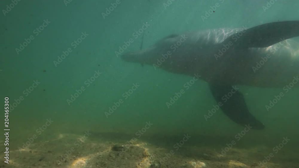A slow motion underwater shot of a dolphin being playful in the waters of Monkey Mia. A slow motion underwater shot of a dolphin being playful in the waters of Monkey Mia.