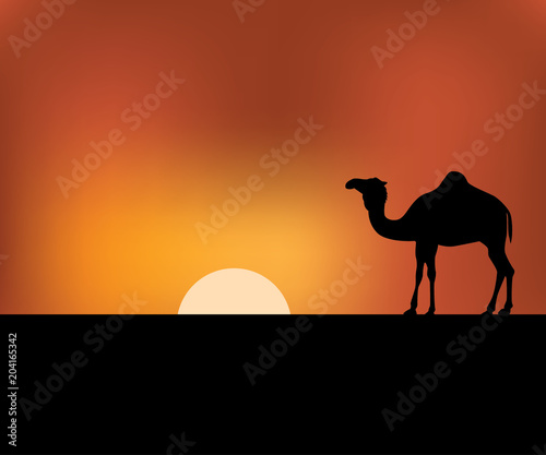 camel shepherd in the sunset desert landscape vector background illustration