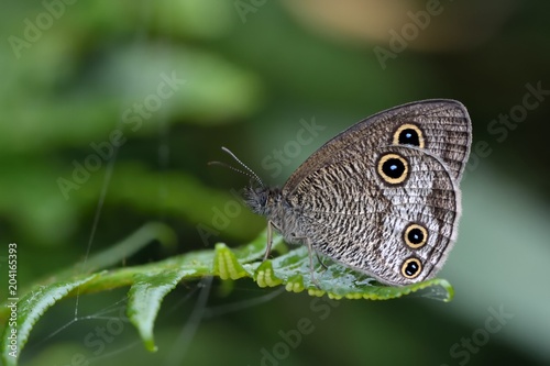 Butterfly from the Taiwan (Ypthima multistriataButler)Taiwan ripple butterfly photo