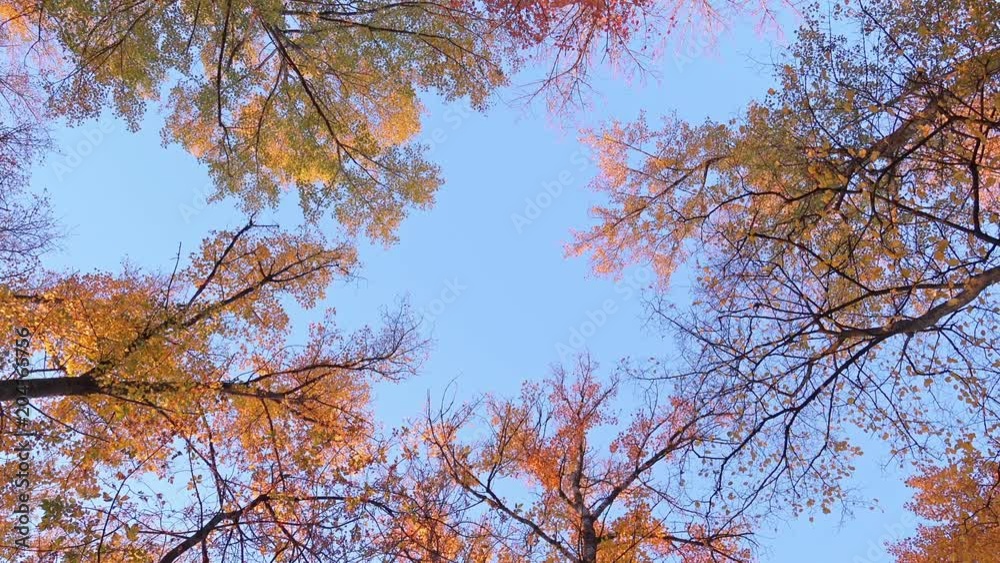Bottom View on a Multicolored Leaves on the Birch Trees in Autumn Forest Bottom View on a Multicolored Leaves on the Birch Trees in Autumn Forest