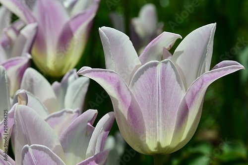 Fully blossoming pink tulip bell shaped flower hybrids in spring daylight sunshine