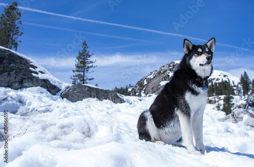 Husky dog sitting in snowy landscape