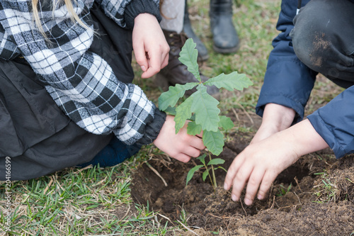 Children plant trees. Children planted oaks. Landscaping. To plant a tree.