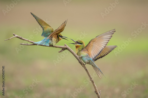 Blue-tailed bee-eater in wrangle action © aee_werawan