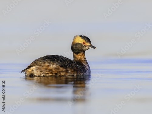 Horned Grebe Swimming in Early Morning