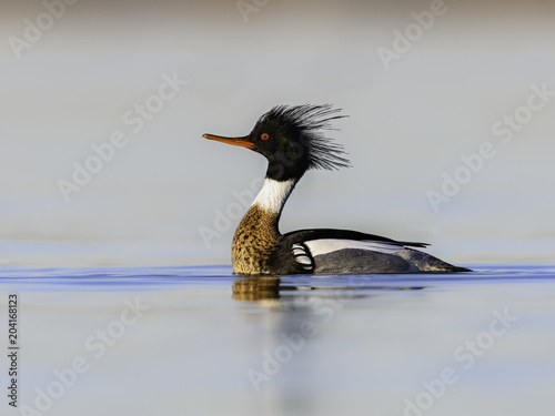Male Red-breasted Merganser Swimming in Early Morning
