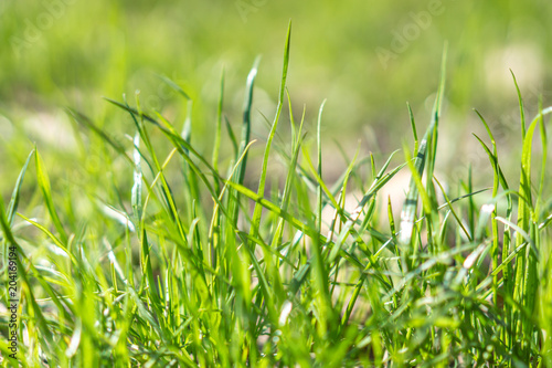 green grass in parkl photo