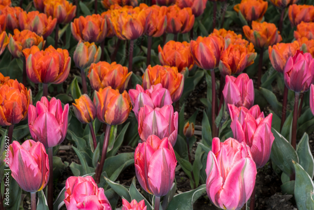 Pink and Orange Tulips