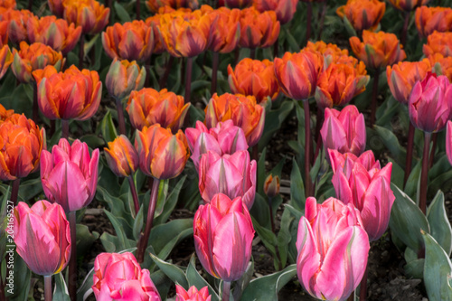 Obraz na płótnie Pink and Orange Tulips w salonie