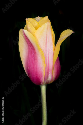 Elegant Isolated Tulip