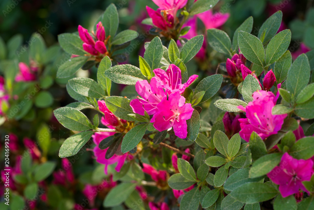 fuchsia color rhododendron Janny flowers macro selective focus fuchsia color rhododendron Janny flowers macro selective focus