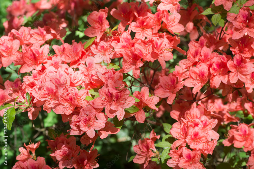 rhododendron Kaempferi flowers macro selective focus rhododendron Kaempferi flowers macro selective focus