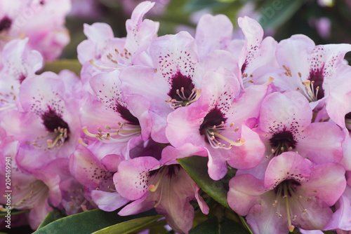 pink color rhododendron Dominik flowers  macro selective focus photo