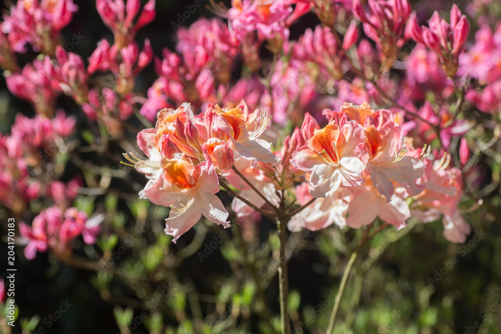 pink Veiling rhododendron flowers macro selective focus pink Veiling rhododendron flowers macro selective focus