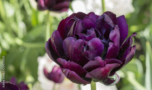 Purple tulips in the garden. Flowers background. photo